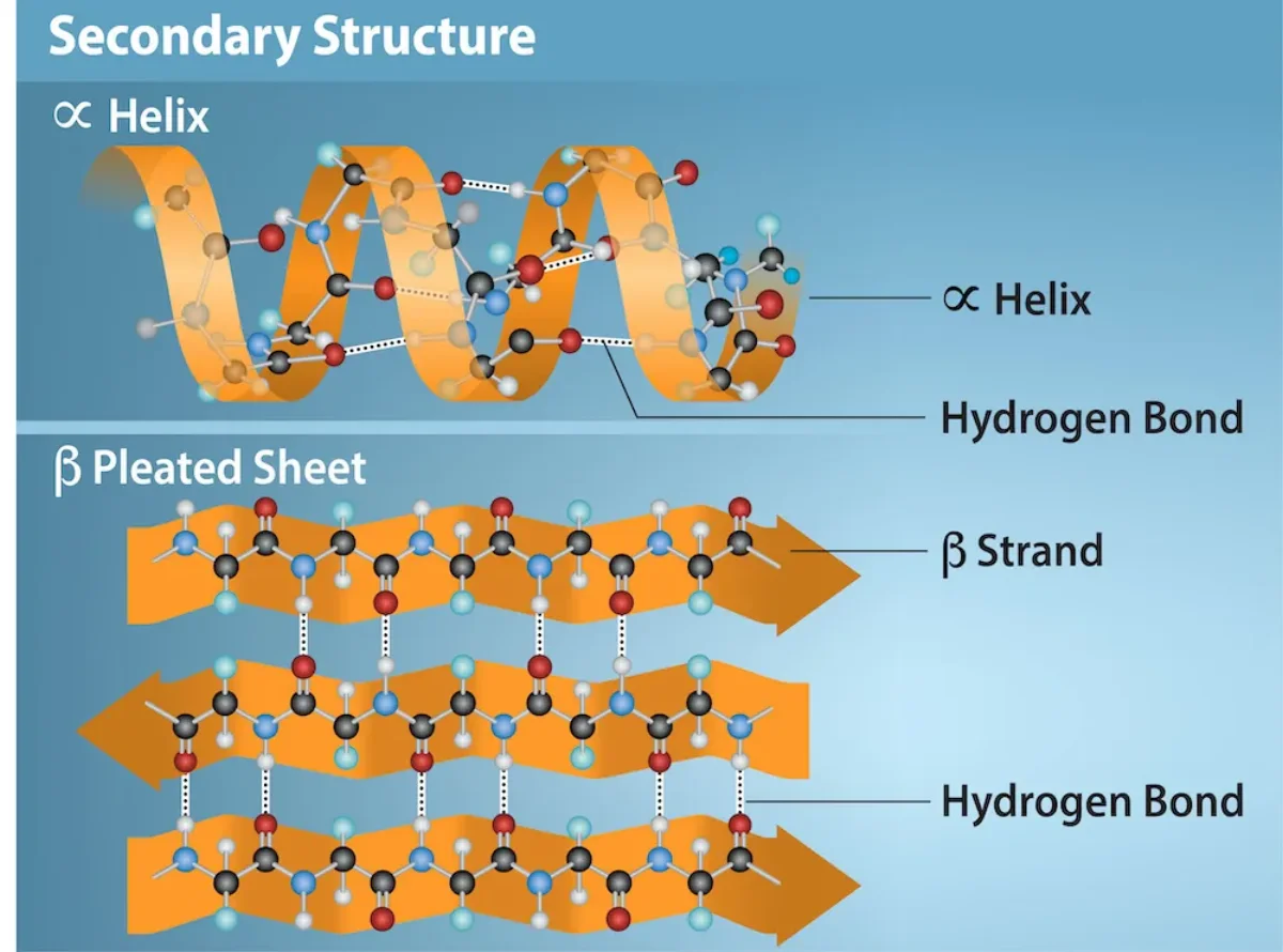 Diagrams of the alpha helix (right-handed coil with hydrogen bonds running parallel to the helix axis) and the beta pleated sheet (zigzag strands linked by hydrogen bonds perpendicular to the strand direction), both with labeled hydrogen bonds and side chains