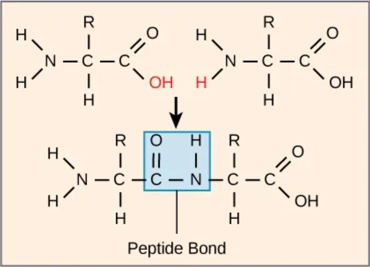 Peptide bond formation diagram showing the carboxyl group of one amino acid reacting with the amino group of another, releasing water, and forming a peptide bond between the carbonyl carbon and the nitrogen atom