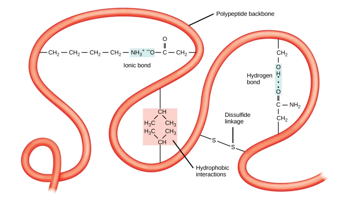Diagram illustrating the four main interactions that stabilize tertiary structure: hydrophobic clustering of nonpolar side chains, ionic bonds (salt bridges) between oppositely charged side chains, hydrogen bonds between polar side chains, and covalent disulfide bonds between cysteines