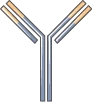 Simple schematic of an IgG antibody showing two heavy chains and two light chains arranged in a Y-shape held together by interchain disulfide bonds