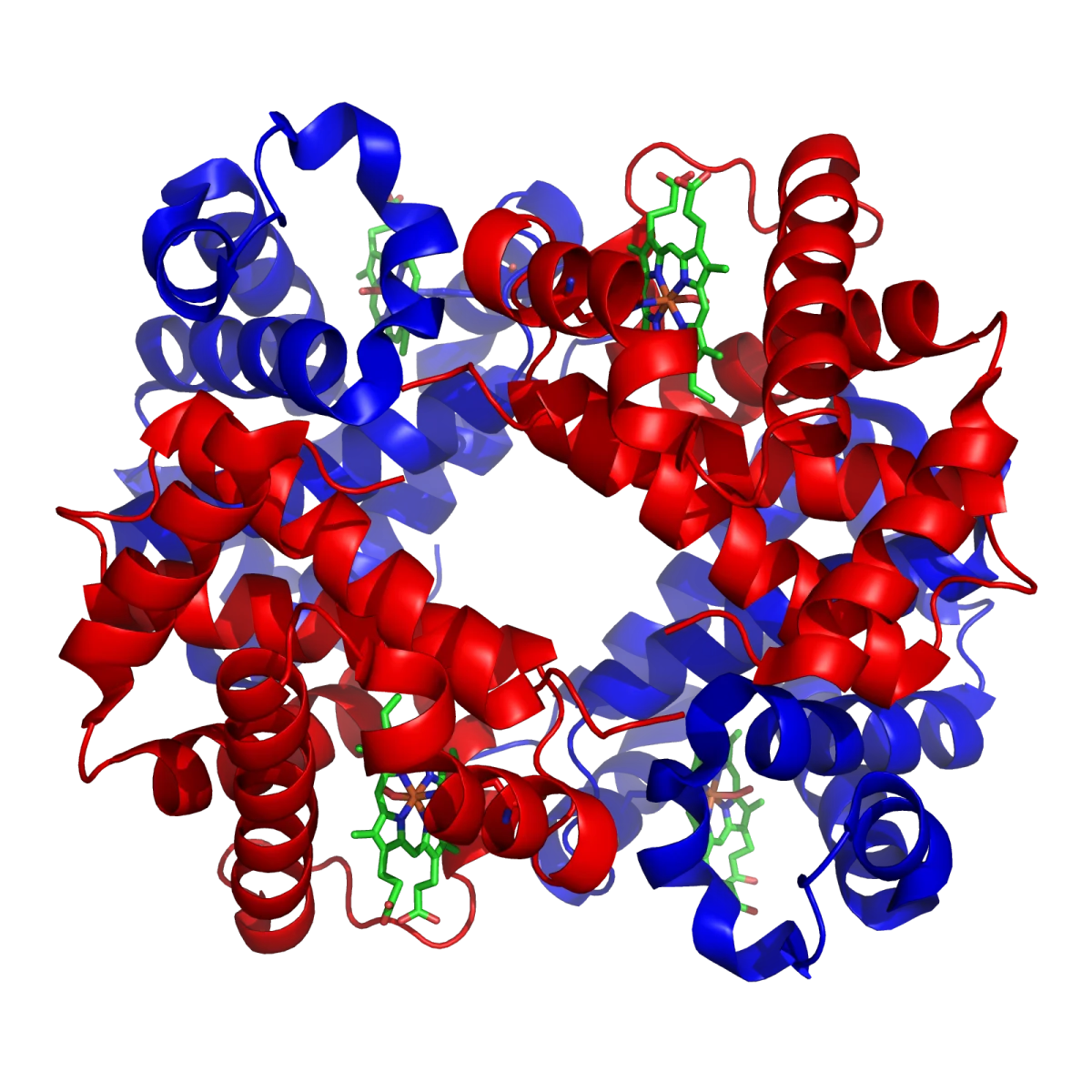 3D cartoon rendering of hemoglobin showing four globin subunits (two alpha in red-orange, two beta in blue) each cradling a heme group in the center of the tetramer