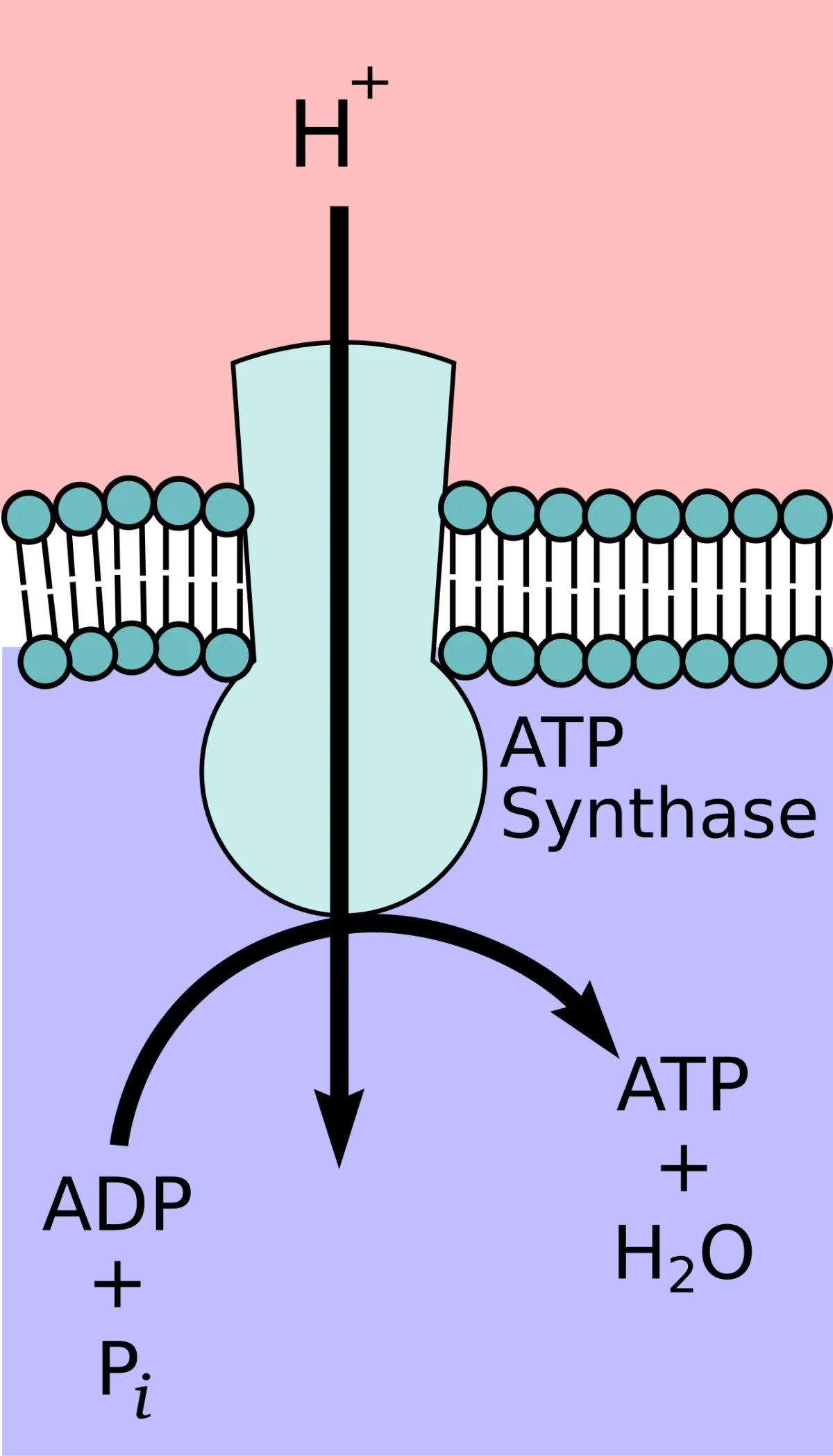 ATP synthase structure showing the F0 proton channel in the membrane and the F1 head in the matrix, with rotation of the central stalk driving ATP synthesis