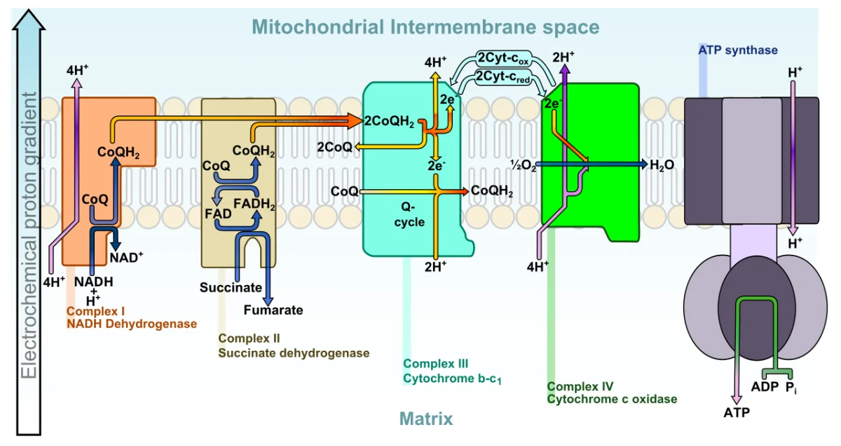 Oxidative phosphorylation showing the complete electron transport chain pumping protons, the resulting proton gradient, and ATP synthase using the gradient to make ATP from ADP and Pi