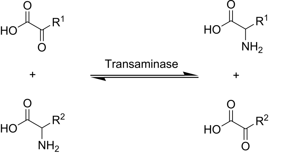 Transamination reaction showing transfer of amino group from an amino acid to alpha-ketoglutarate producing glutamate and a new alpha-keto acid