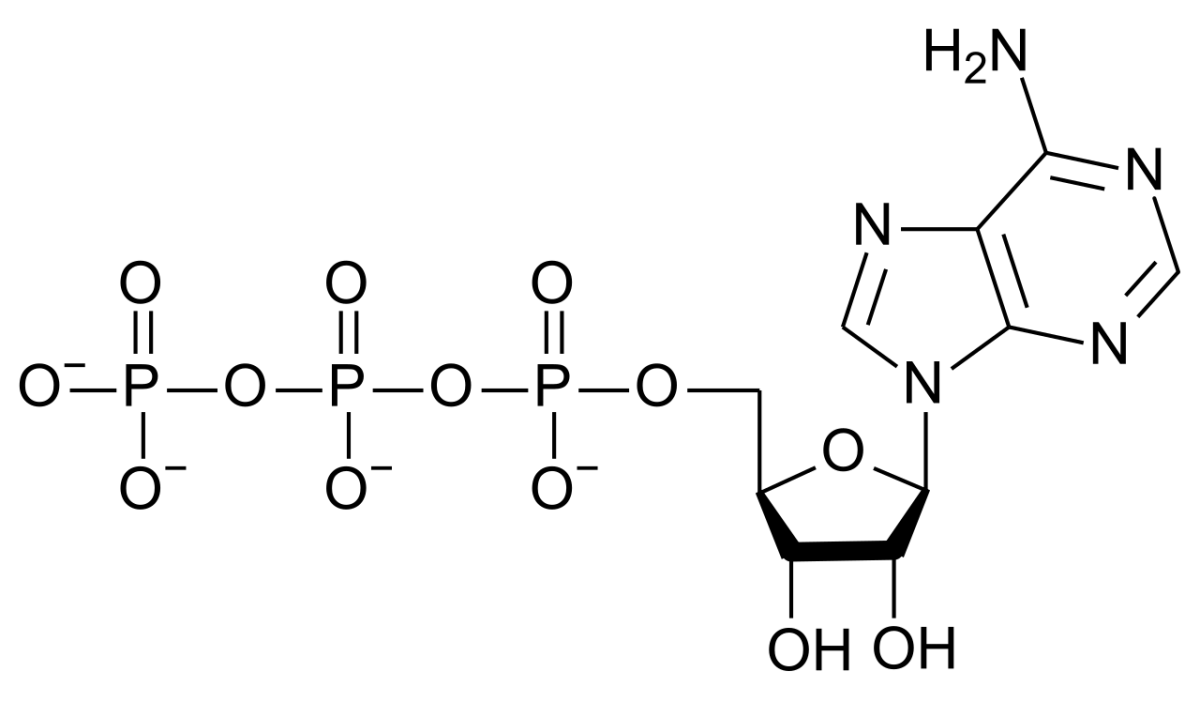 ATP structure showing adenine base, ribose sugar, and three phosphate groups connected by phosphoanhydride bonds marked as high energy