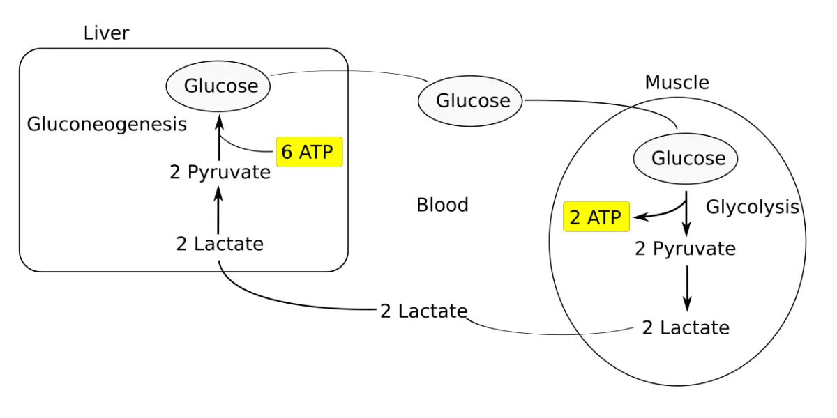 Cori cycle diagram with muscle producing lactate during intense exercise, the lactate traveling through blood to the liver where gluconeogenesis regenerates glucose, and the glucose returning to muscle