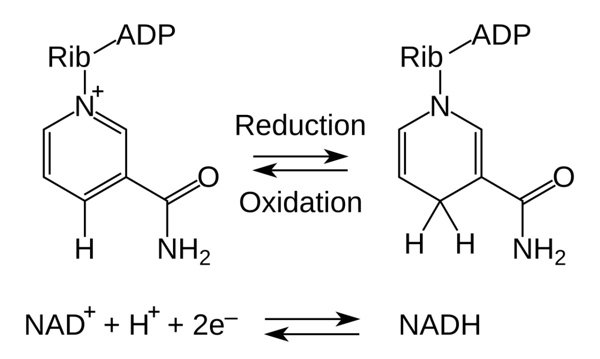 Oxidized and reduced forms of NAD showing electron and hydride transfer in the ring of nicotinamide
