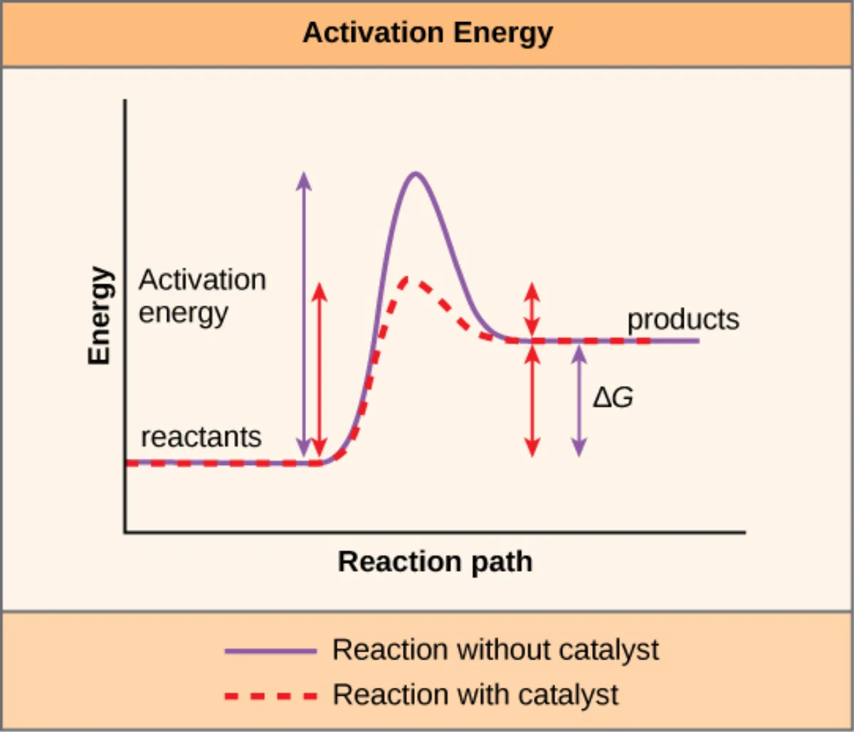 Energy diagram showing activation energy for a catalyzed versus uncatalyzed reaction. The catalyzed curve has a lower peak but the reactant and product energies are unchanged, showing that Gibbs free energy of the reaction is identical