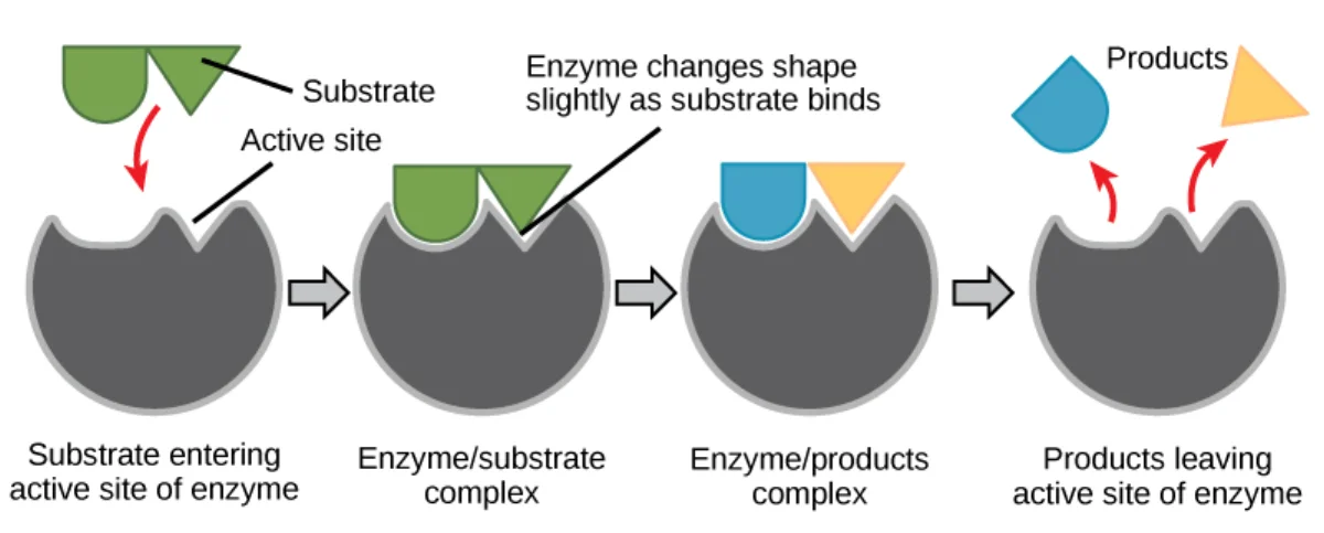Diagram showing a substrate approaching an active site, then the enzyme changing shape around the substrate in the induced fit model, forming a tight enzyme-substrate complex before catalysis and product release