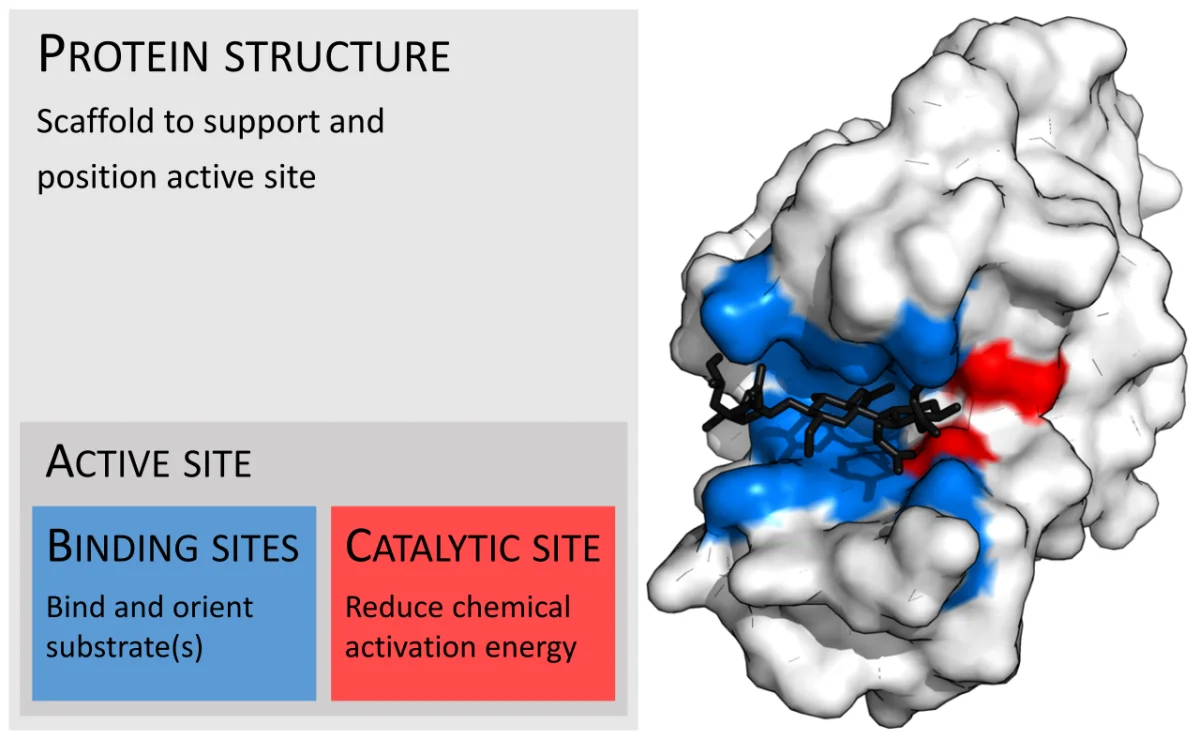 Schematic of an enzyme with substrate binding site, showing how small covalent modifications such as phosphorylation can alter conformation and activity