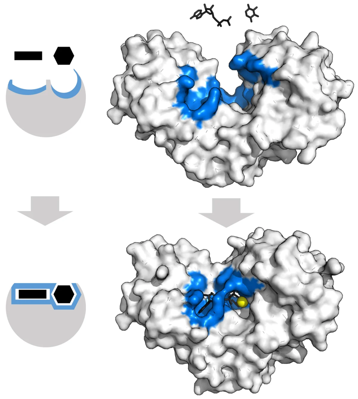 Hexokinase in open (unbound) and closed (glucose-bound) conformations demonstrating induced fit, with the two lobes of the enzyme clamping around the glucose substrate