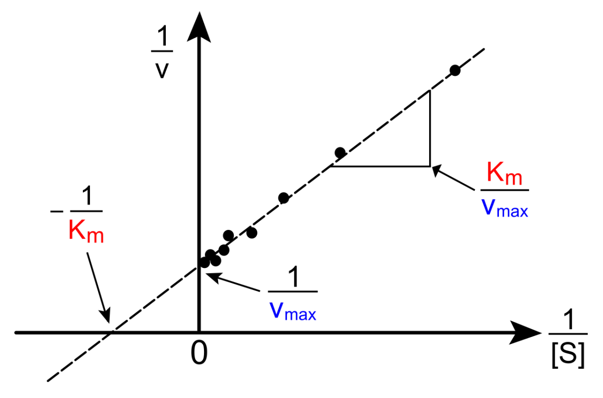 Lineweaver-Burk double reciprocal plot showing 1/V0 on the y-axis and 1/[S] on the x-axis. The y-intercept is 1/Vmax, the x-intercept is -1/Km, and the slope is Km/Vmax