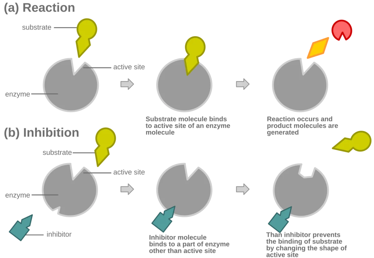 Noncompetitive inhibitor binding to an allosteric site away from the active site, distorting the enzyme shape so that catalysis fails even when substrate is bound