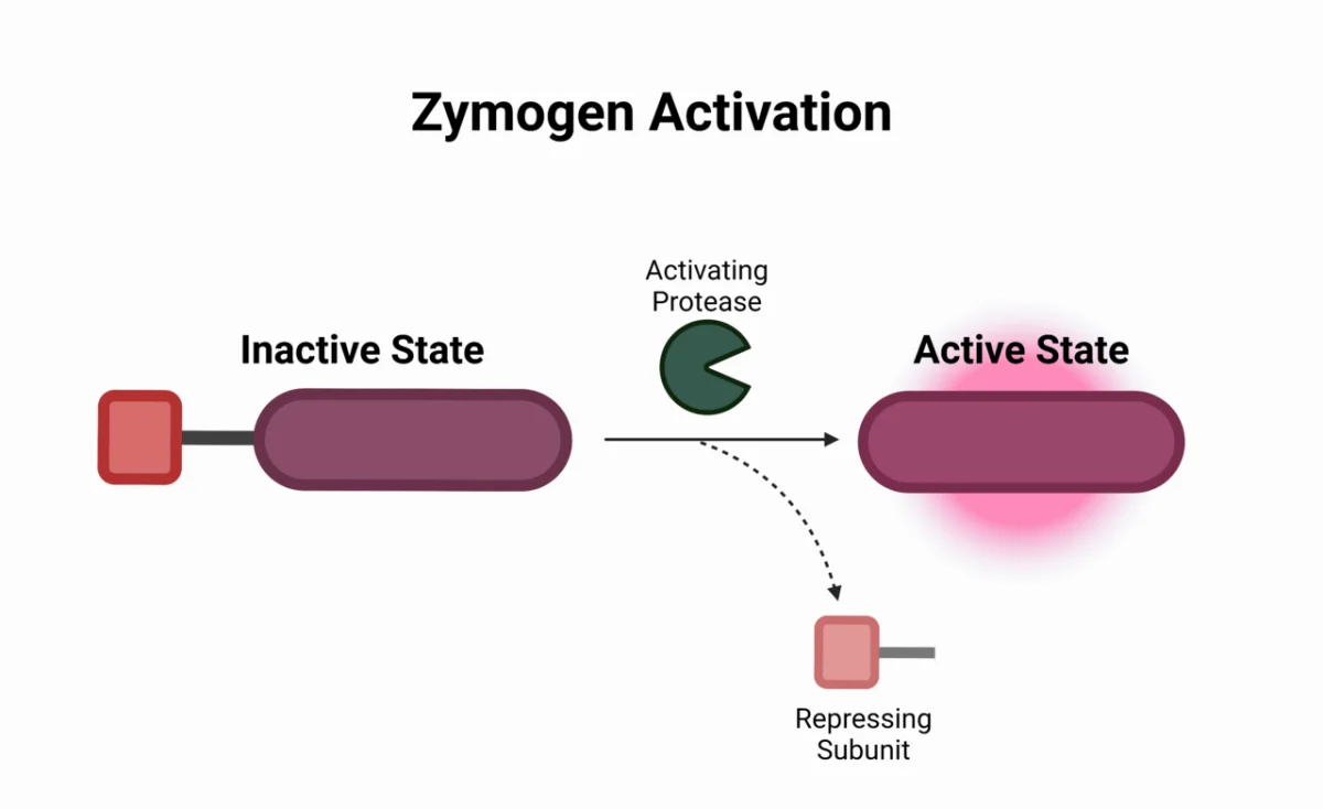 Activation of a zymogen by proteolytic cleavage. An inactive precursor with a pro-peptide is cut, releasing the small peptide and revealing the active enzyme's functional conformation