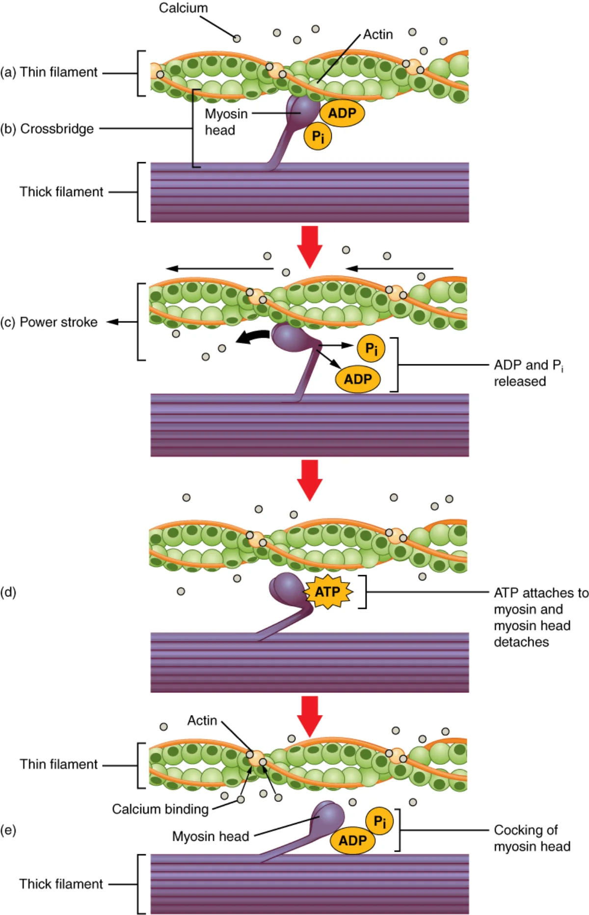 Diagram of the four-step cross-bridge cycle: ATP binding releases myosin from actin, ATP hydrolysis cocks the head, myosin binds actin and releases phosphate, and the power stroke pulls actin while ADP leaves