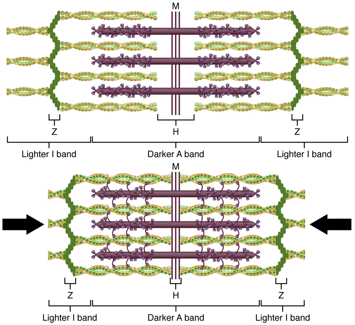 Sliding filament diagram showing relaxed and contracted sarcomere with actin filaments sliding past myosin filaments, bringing Z-discs closer together