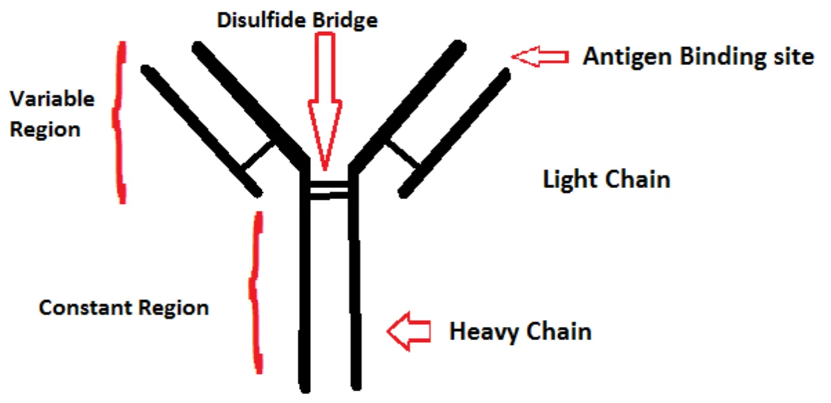 Y-shaped immunoglobulin G structure showing two heavy chains and two light chains connected by disulfide bonds, with the variable region at the tips of the arms (Fab region) and the constant region at the stem (Fc region)