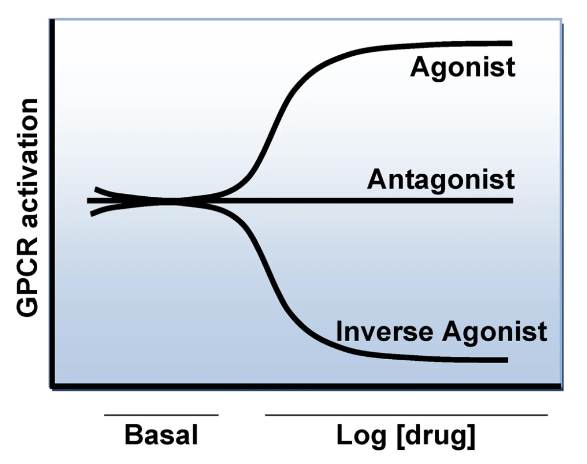 GPCR activation showing ligand binding, G-protein activation by GTP binding, alpha subunit dissociation from beta-gamma dimer, and downstream effector activation