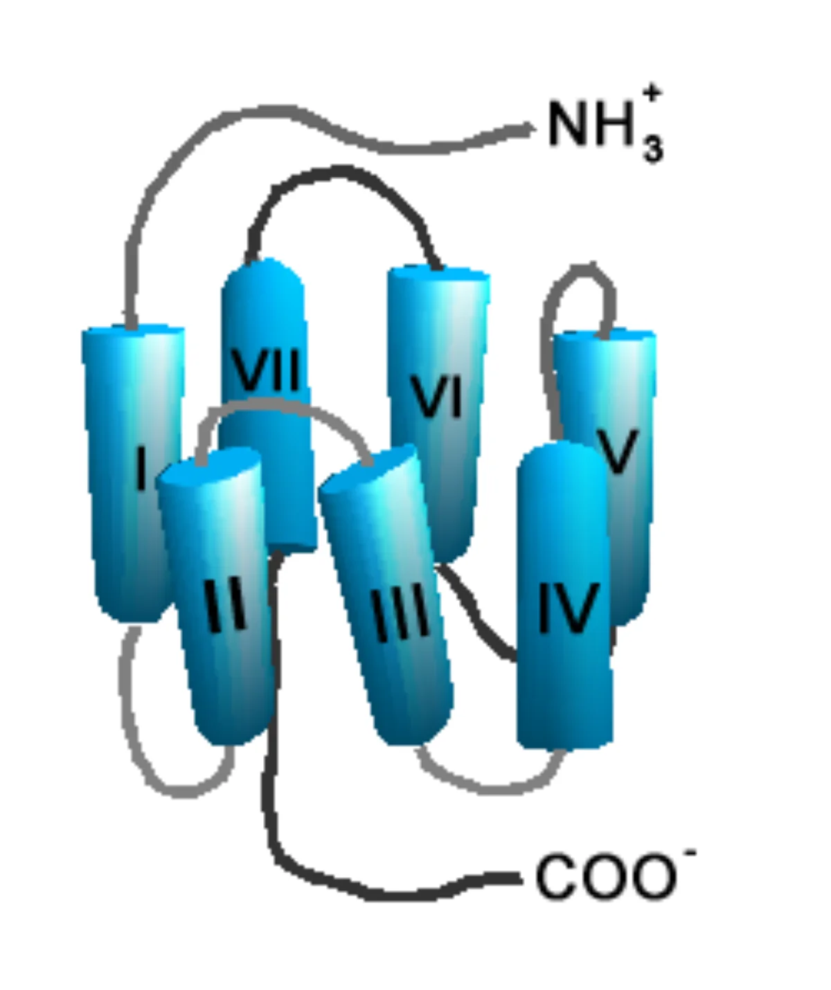 G-protein coupled receptor structure showing seven transmembrane alpha helices spanning the lipid bilayer with ligand binding face on the extracellular side and G-protein binding face on the intracellular side