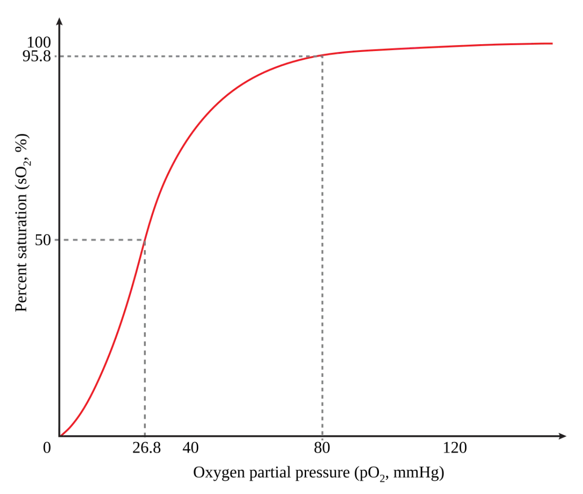 Oxygen saturation curve for hemoglobin showing a sigmoidal (S-shaped) shape with percent saturation on the y-axis and partial pressure of oxygen on the x-axis