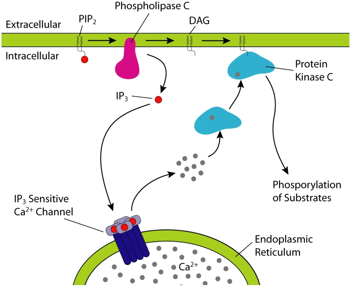 Phospholipase C cleaving membrane PIP2 into IP3 (released to cytoplasm) and DAG (remaining in membrane), with IP3 triggering calcium release from the ER and DAG activating PKC