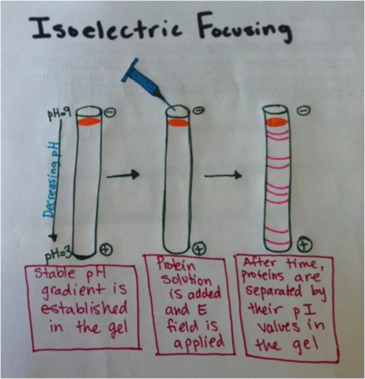 Isoelectric focusing process. A pH gradient in the gel causes proteins to migrate until each reaches the pH matching its isoelectric point, where it has zero net charge and stops moving
