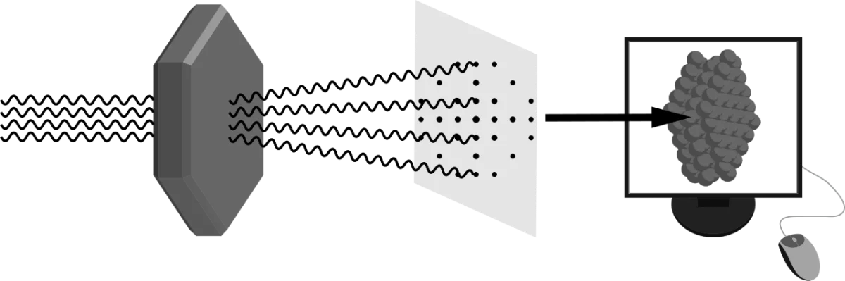 X-ray crystallography workflow showing a protein crystal being hit by X-rays, the diffraction pattern produced, and the resulting electron density map used to build a 3D protein model
