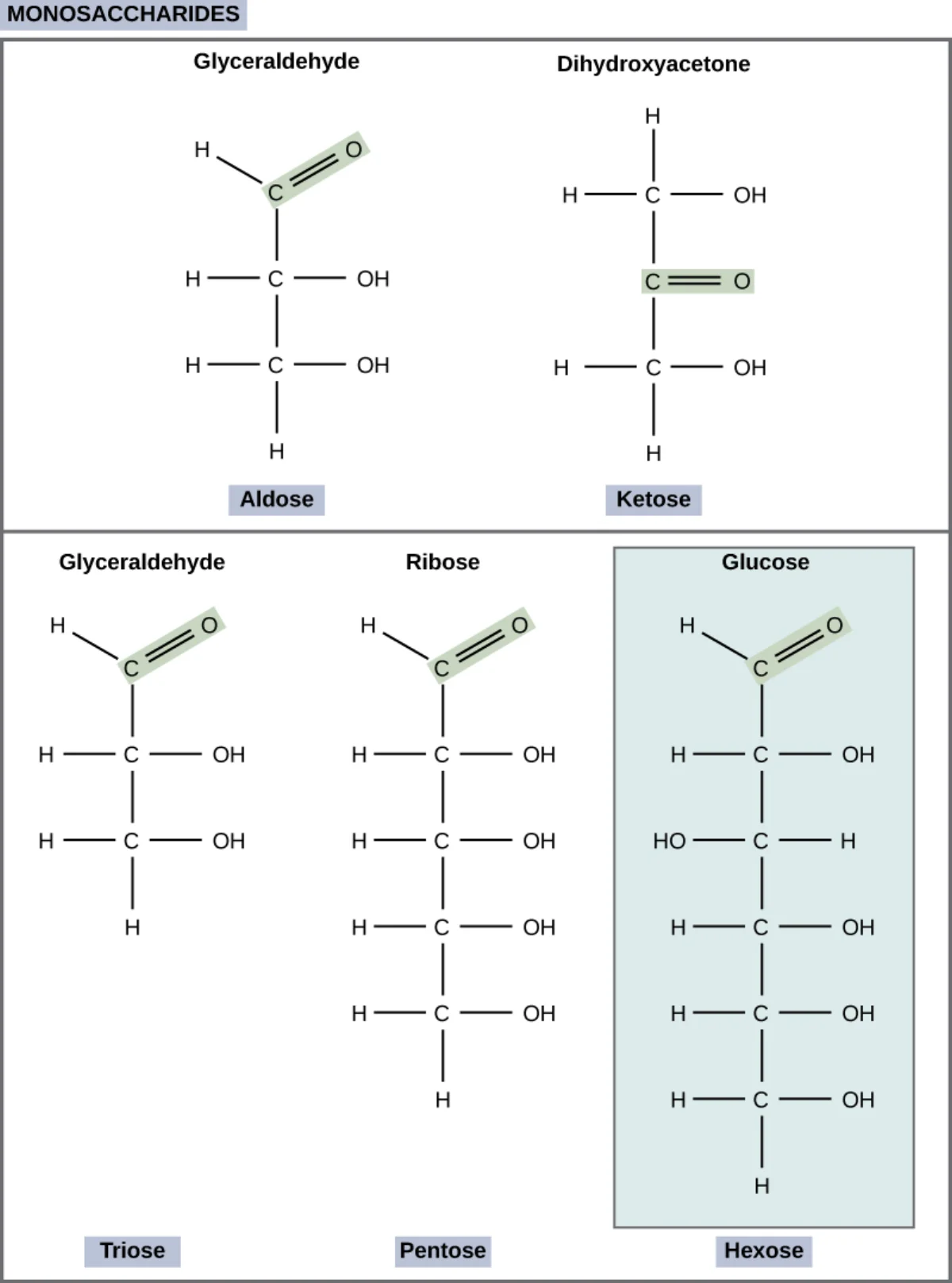 Structures of glyceraldehyde (aldose with aldehyde at C1) and dihydroxyacetone (ketose with ketone at C2) side by side as simplest examples of the two classes