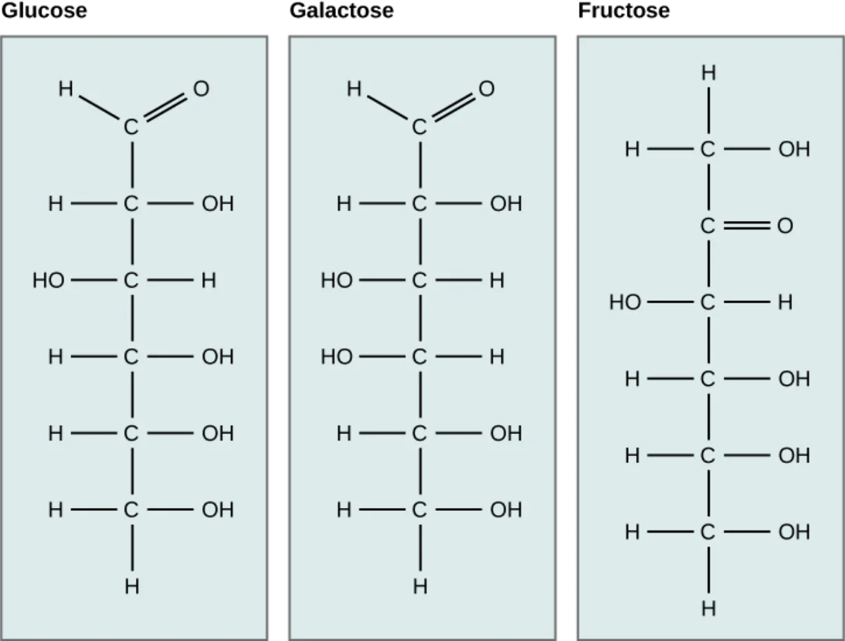 Linear structures of glucose, galactose, and fructose side by side showing that glucose and galactose differ at C4 and fructose differs by having a ketone at C2