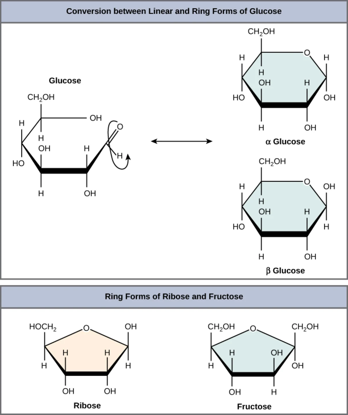 Glucose converting between linear and ring forms. The aldehyde at C1 is attacked by the hydroxyl at C5 to form a six-membered ring with a new anomeric hydroxyl at C1