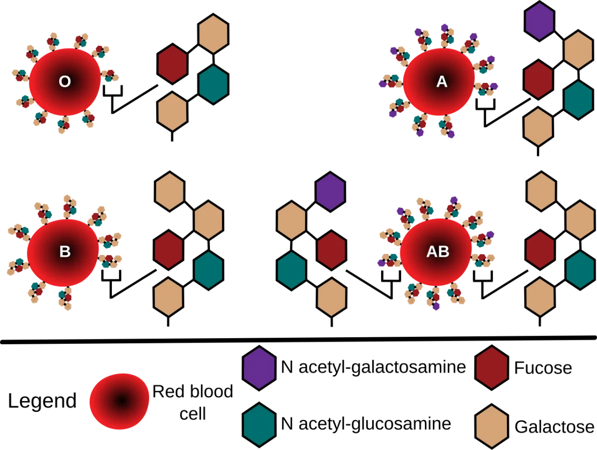 Diagram showing ABO blood group antigens on red blood cells: type A has GalNAc, type B has galactose, type AB has both, and type O has only the H core antigen