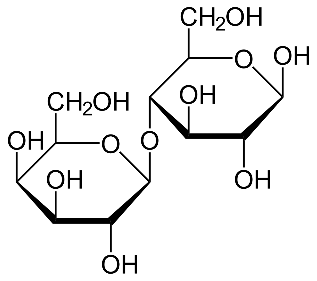 Structure of lactose showing galactose and glucose connected by a beta-1,4 glycosidic bond in Haworth projection