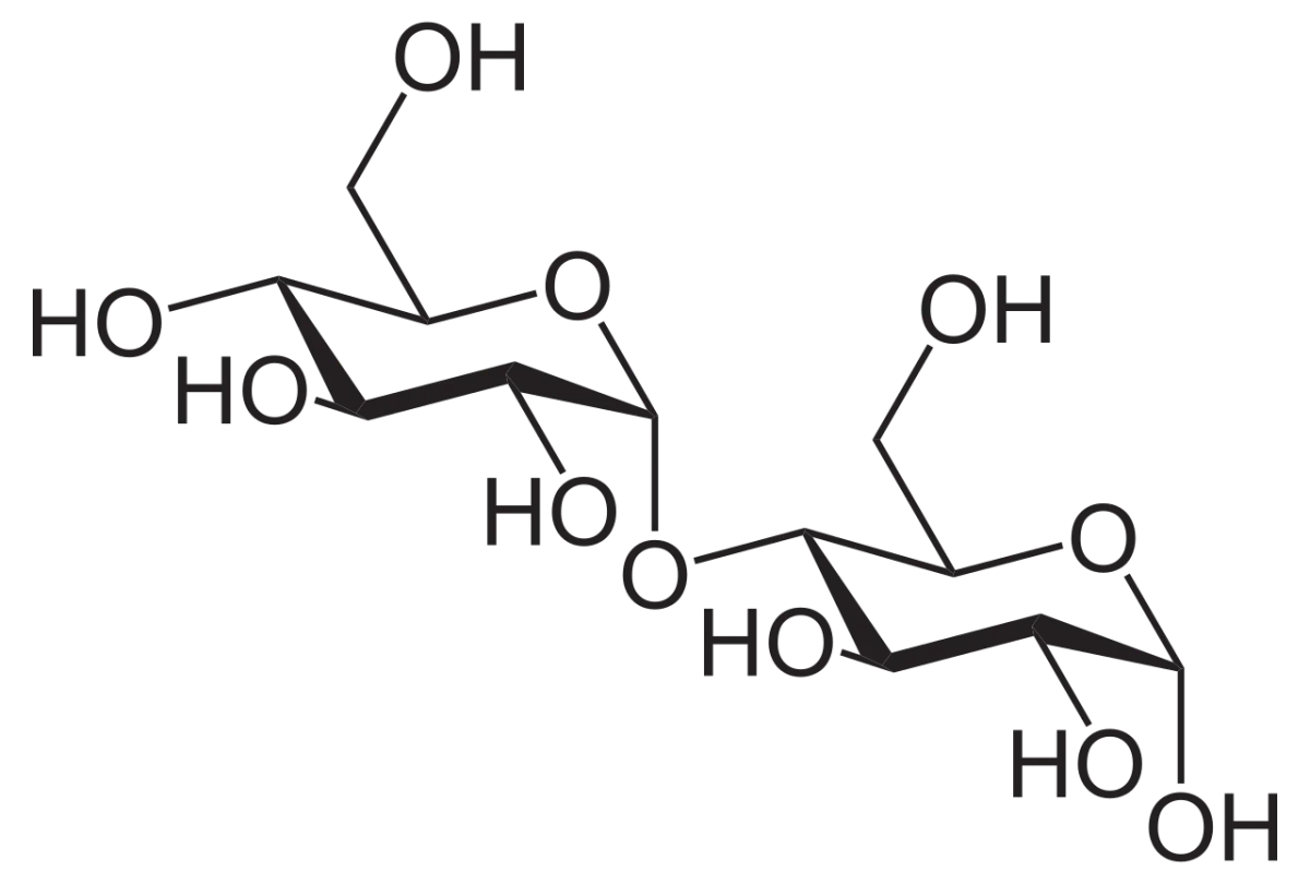 Structure of maltose showing two glucose units connected by an alpha-1,4 glycosidic bond in Haworth projection