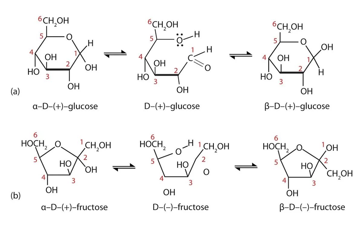 Mutarotation of D-glucose showing alpha-D-glucopyranose, linear open-chain aldehyde form, and beta-D-glucopyranose in a dynamic equilibrium in aqueous solution