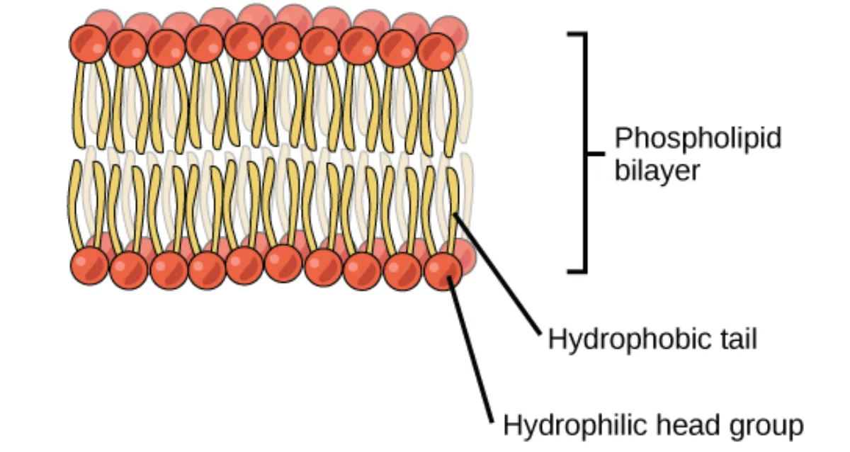 Phospholipid bilayer structure showing two leaflets of phospholipids with their hydrophilic heads facing the aqueous exterior and interior, and their hydrophobic tails meeting in the middle