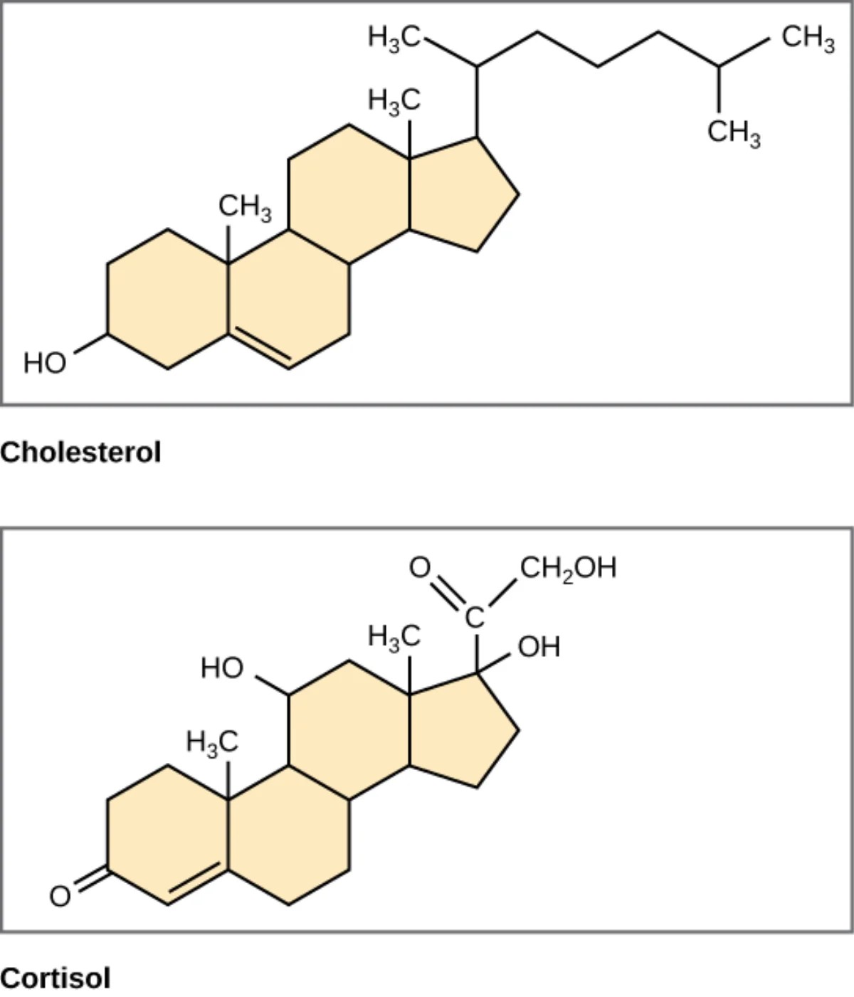 Structures of cholesterol and cortisol side by side showing they share the same four-ring steroid nucleus with different side chain and hydroxyl modifications