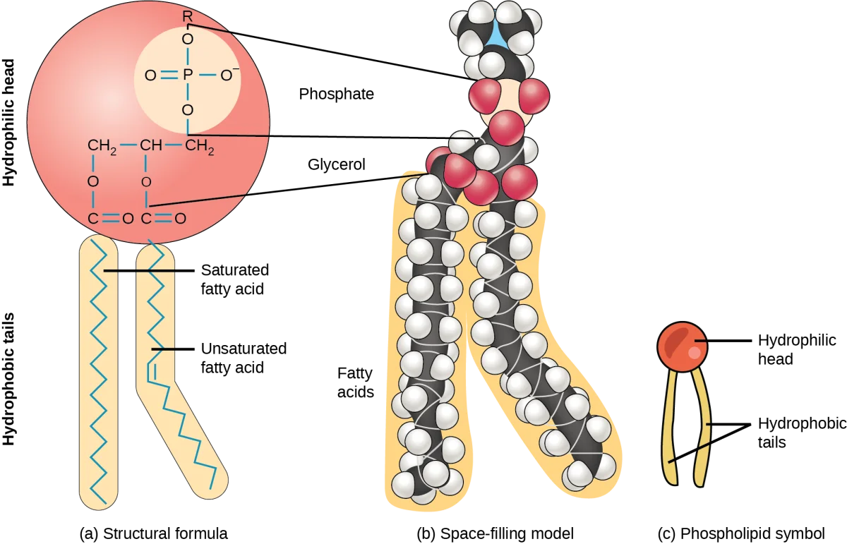 Structure of a phospholipid with a glycerol backbone, two fatty acid tails (one saturated and one unsaturated), a phosphate group, and a choline head group