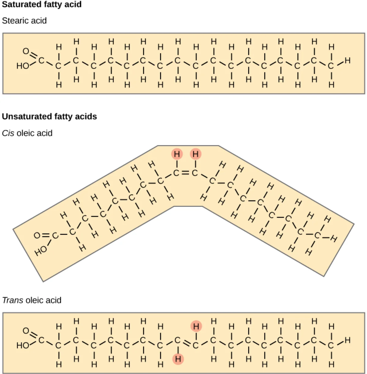 Structural comparison of a saturated fatty acid (straight, tightly packed) and an unsaturated fatty acid (kinked by a cis double bond), showing why saturated fats are solid and unsaturated fats liquid at room temperature