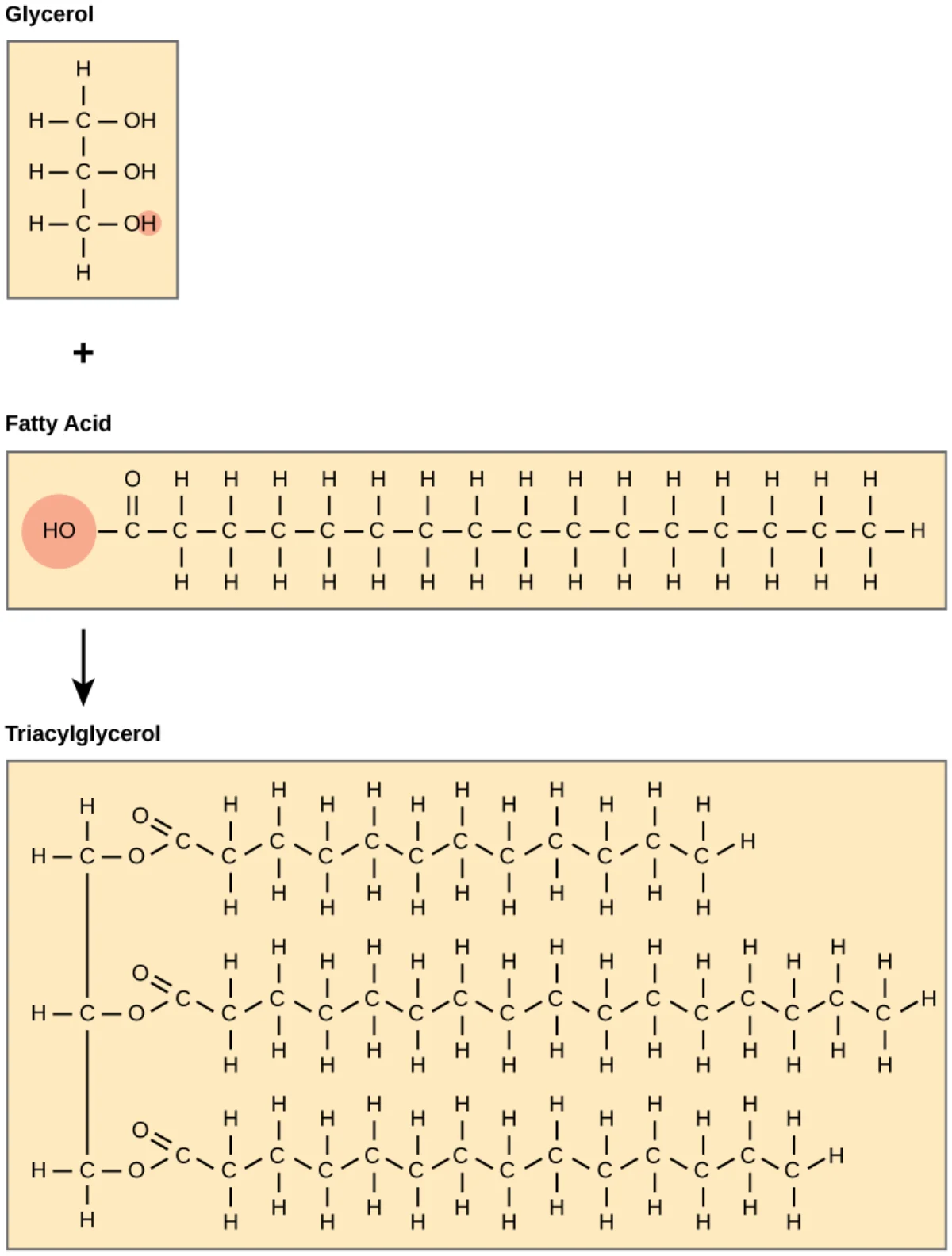 Structure of a triacylglycerol showing glycerol backbone with three fatty acid tails attached by ester bonds