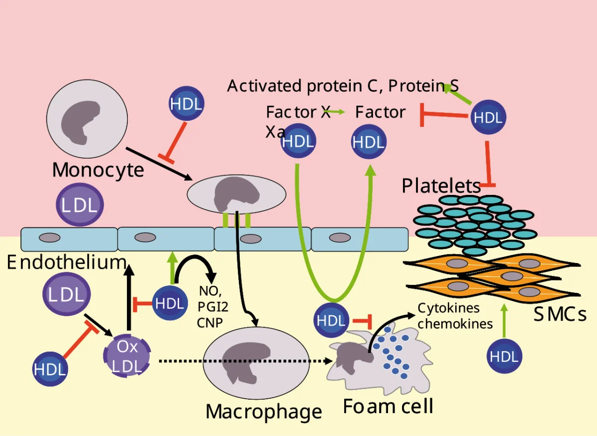 Lipoprotein particle structure showing a hydrophobic core of triglycerides and cholesteryl esters surrounded by a shell of phospholipids, free cholesterol, and apolipoproteins