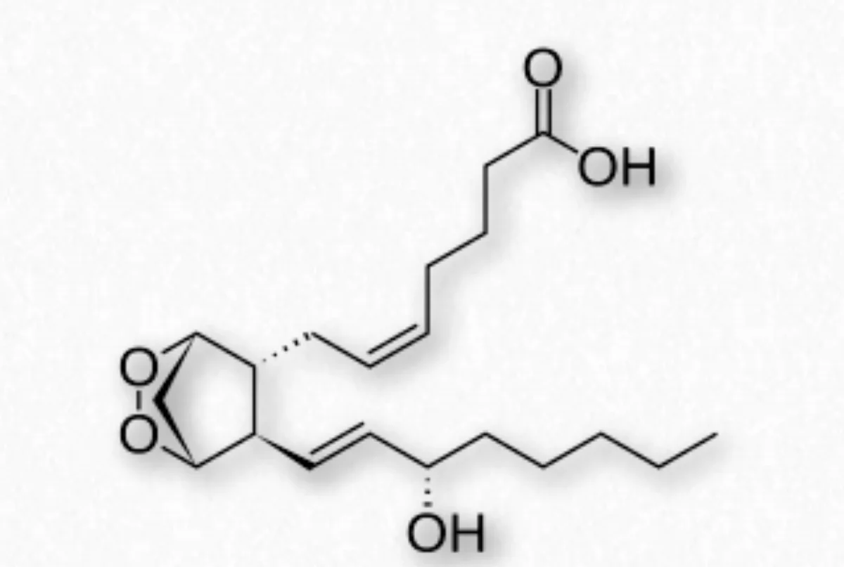 Structure of prostaglandin H2 showing the cyclopentane ring and the two aliphatic side chains characteristic of prostaglandins
