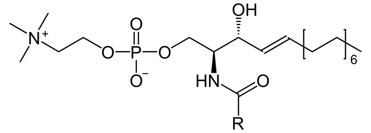 Structure of sphingomyelin showing sphingosine backbone connected to a fatty acid via an amide bond and a phosphocholine head group, highlighting its role as a sphingophospholipid in myelin membranes