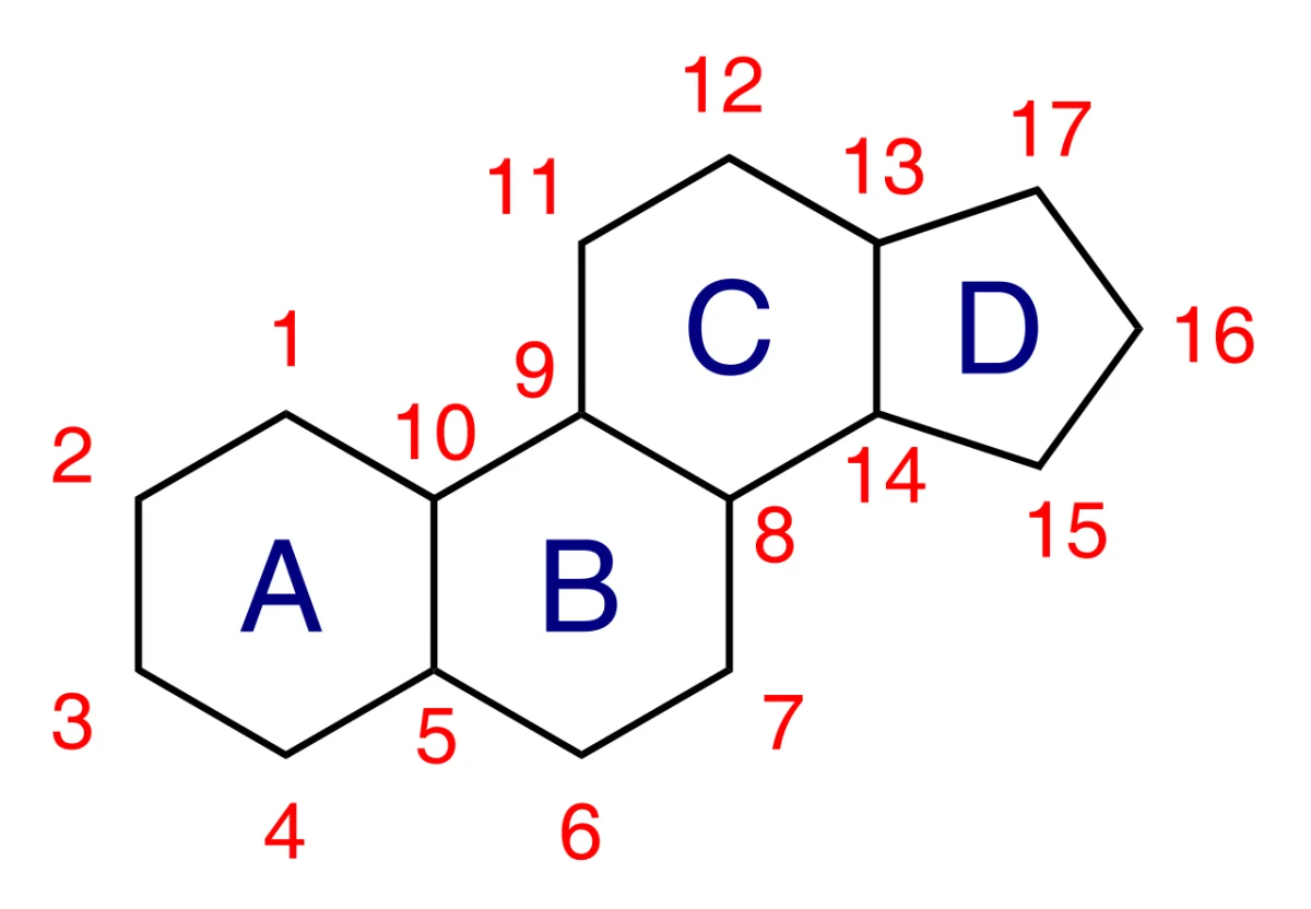 Four-ring steroid nucleus labeled A, B, C, and D with numbered carbons showing three six-membered rings fused to one five-membered ring