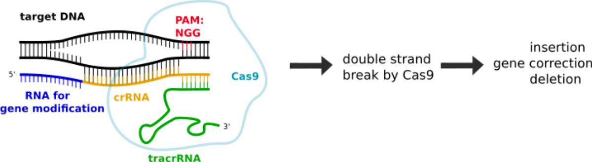 CRISPR-Cas9 mechanism showing a guide RNA directing the Cas9 nuclease to a matching target DNA sequence and making a double-strand cut