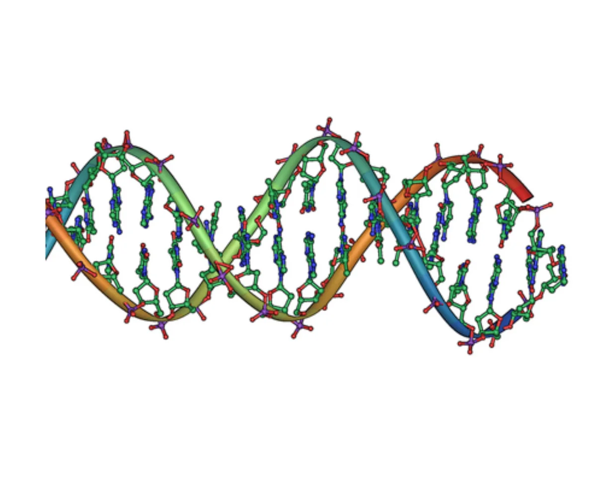 DNA double helix showing antiparallel strands with sugar-phosphate backbone on the outside and base pairs forming rungs in the interior