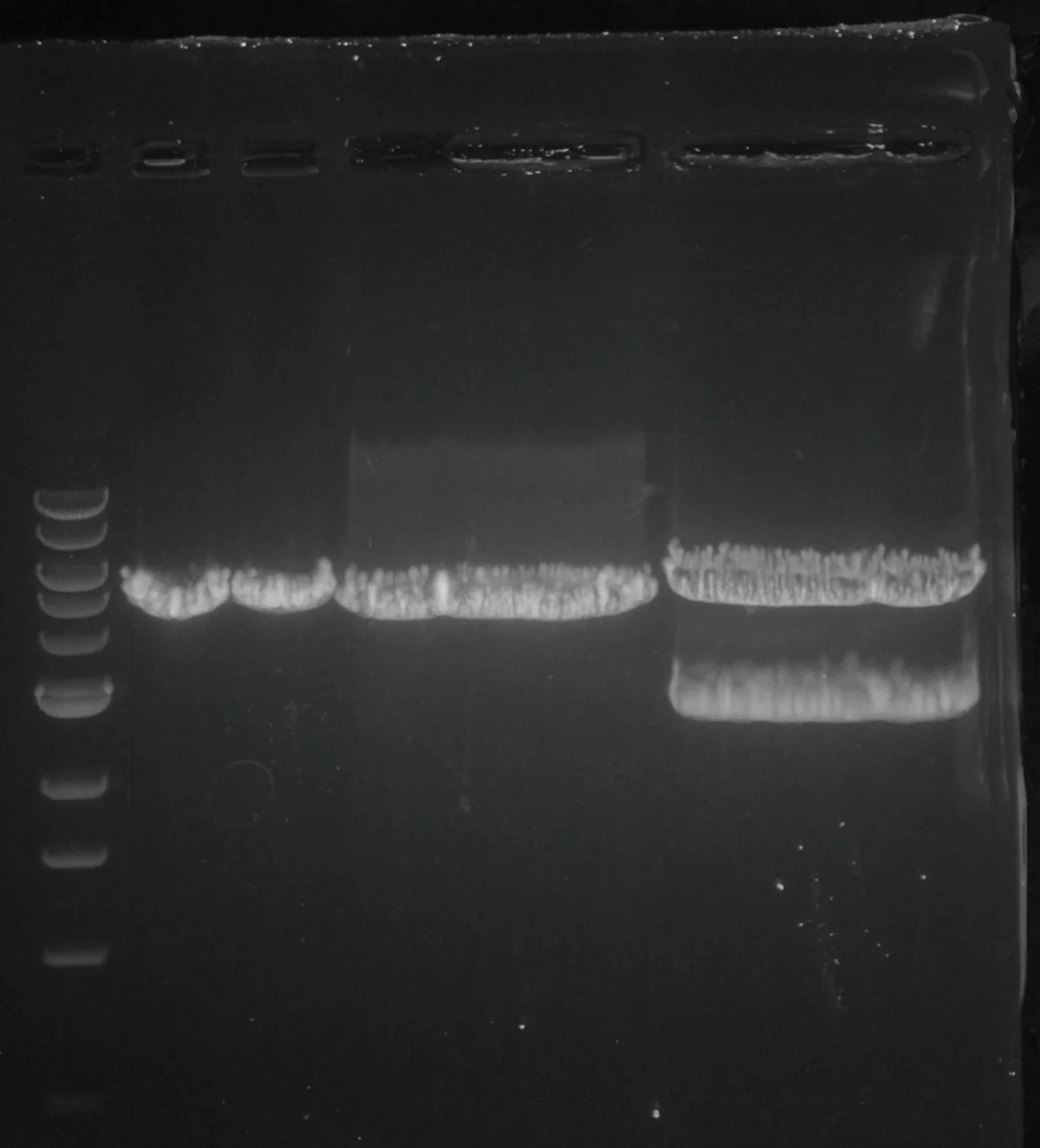 Gel electrophoresis image showing DNA bands in multiple lanes stained with ethidium bromide under UV light, with a ladder lane on the left for size reference