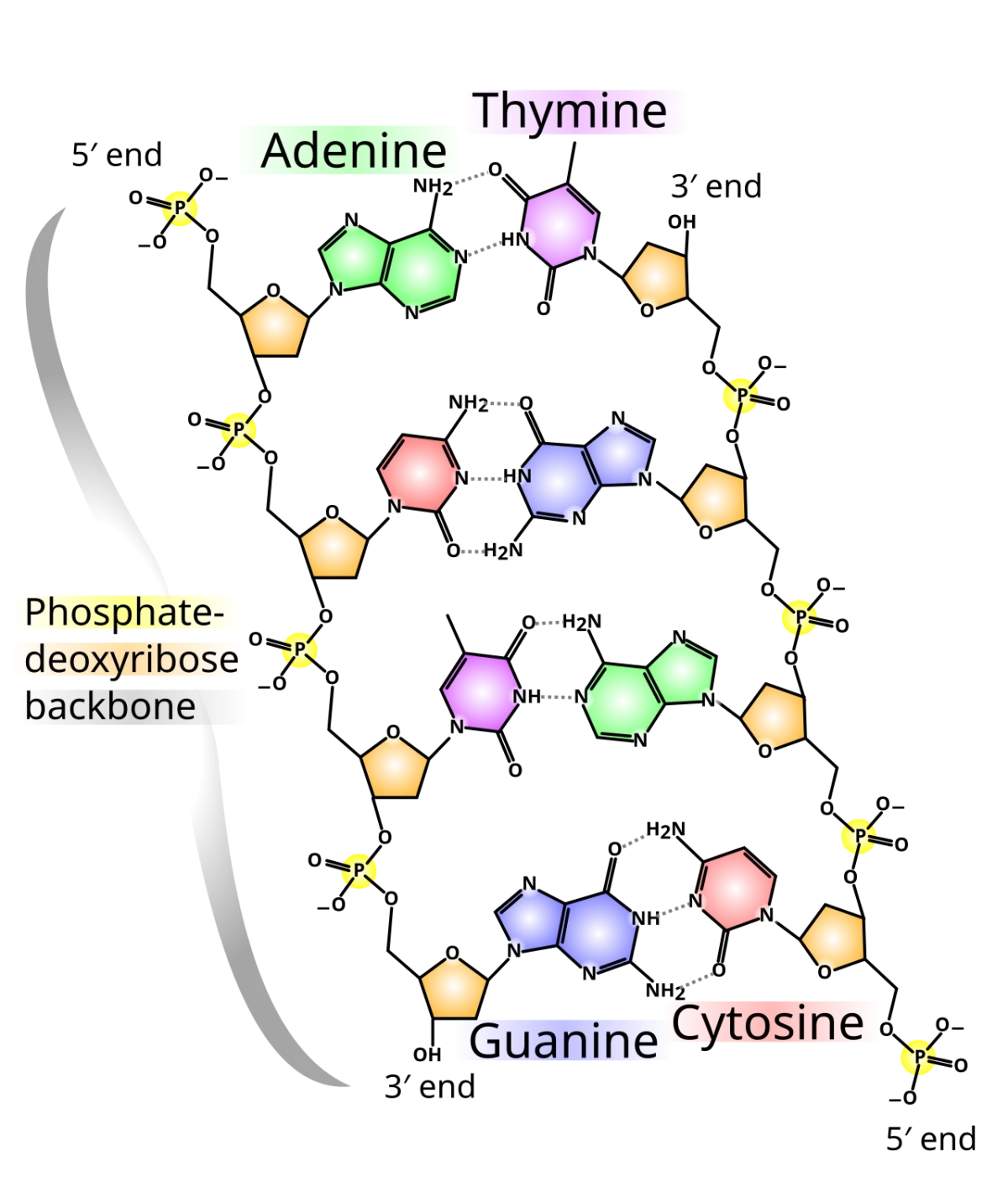 Structure of a DNA nucleotide showing the deoxyribose sugar, a nitrogenous base, and a phosphate group connected into the backbone