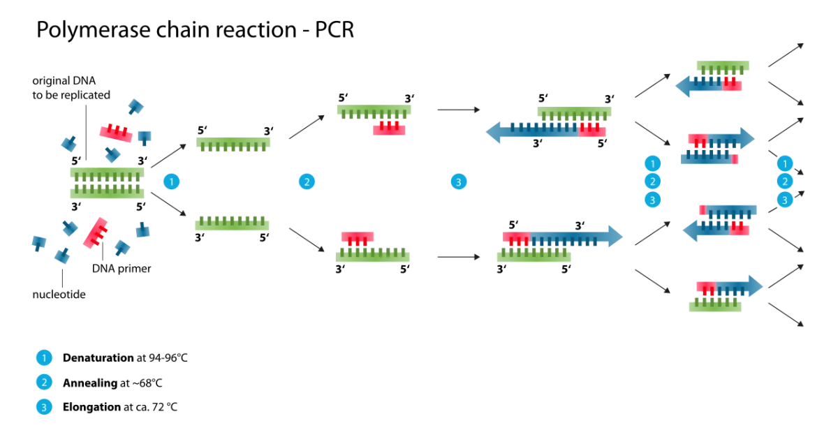 PCR cycle showing denaturation at 95 degrees, primer annealing at about 55 degrees, and extension by Taq polymerase at 72 degrees, with exponential amplification across multiple cycles