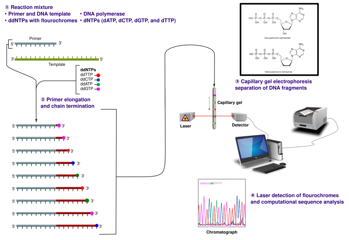 Sanger sequencing method showing chain termination by ddNTPs, producing fragments of different lengths that are separated by size to read the DNA sequence