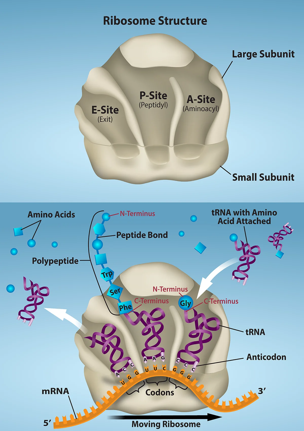 Ribosome structure showing the A, P, and E sites where tRNAs bind and flow during translation